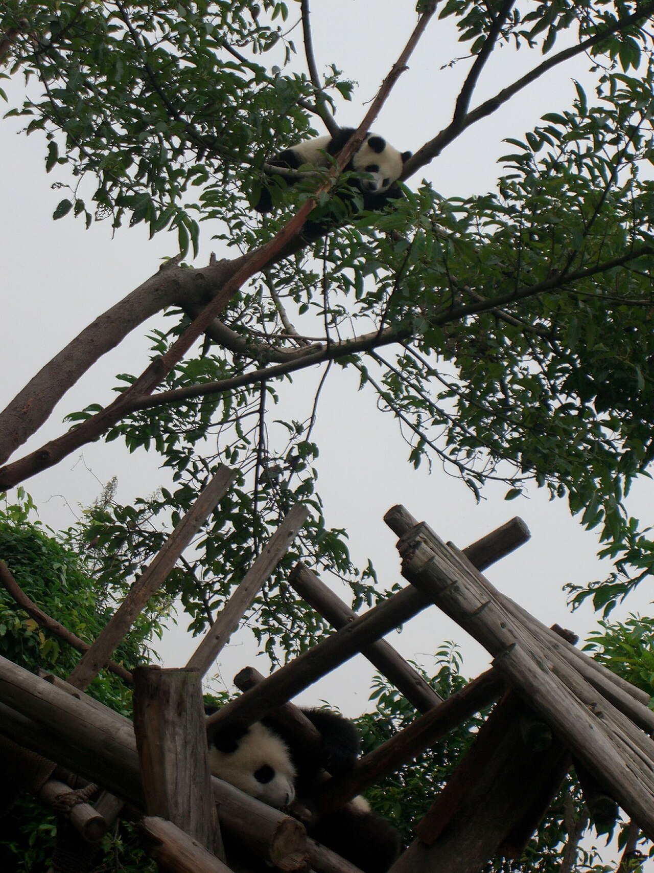 Active giant panda cubs playing in outdoor forested yards at Chengdu Panda Base