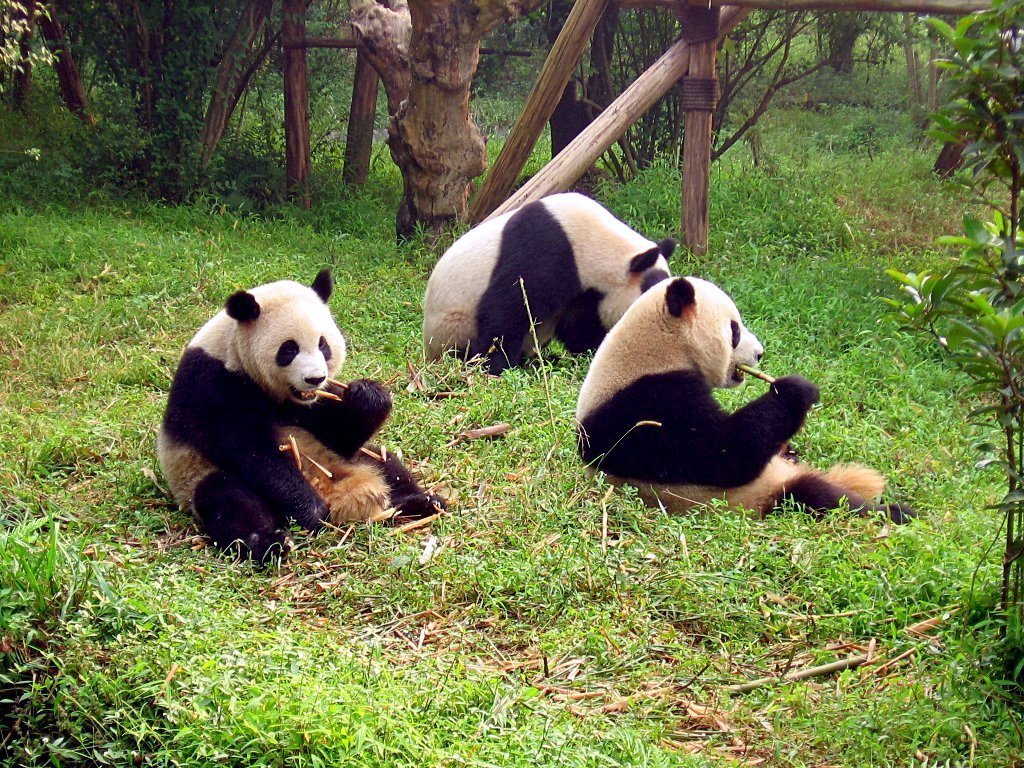 Giant panda mother and playful cubs resting in bamboo grove at Chengdu Panda Base