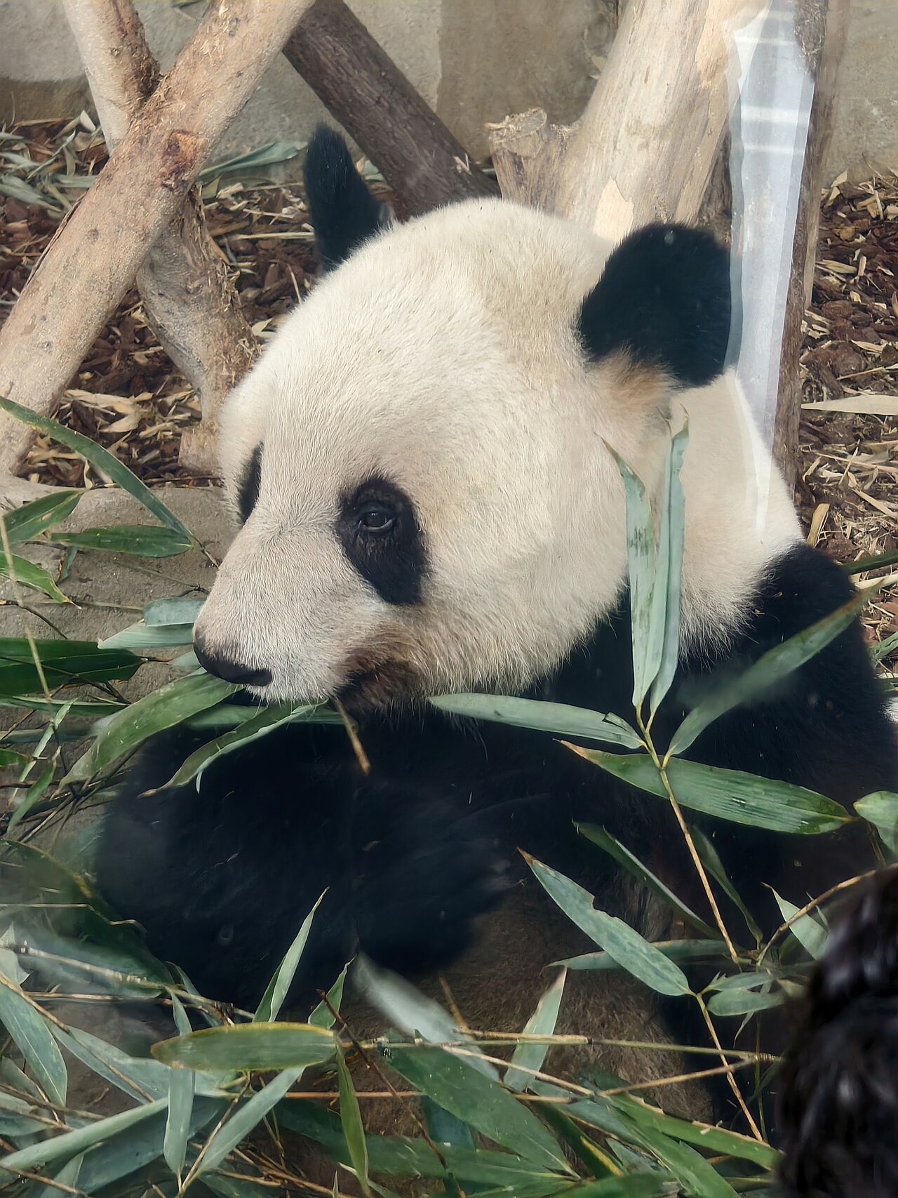 Giant panda holding green bamboo shoots at Chengdu Panda Breeding Base